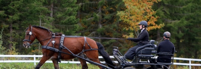 D-stevne i dressur- og presisjonskjøring